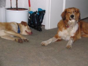 Cookie und ihr Hundefreund